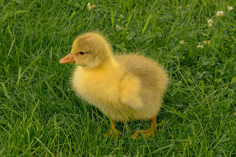 Gosling Not Duck: Gosling, Hebden Bridge