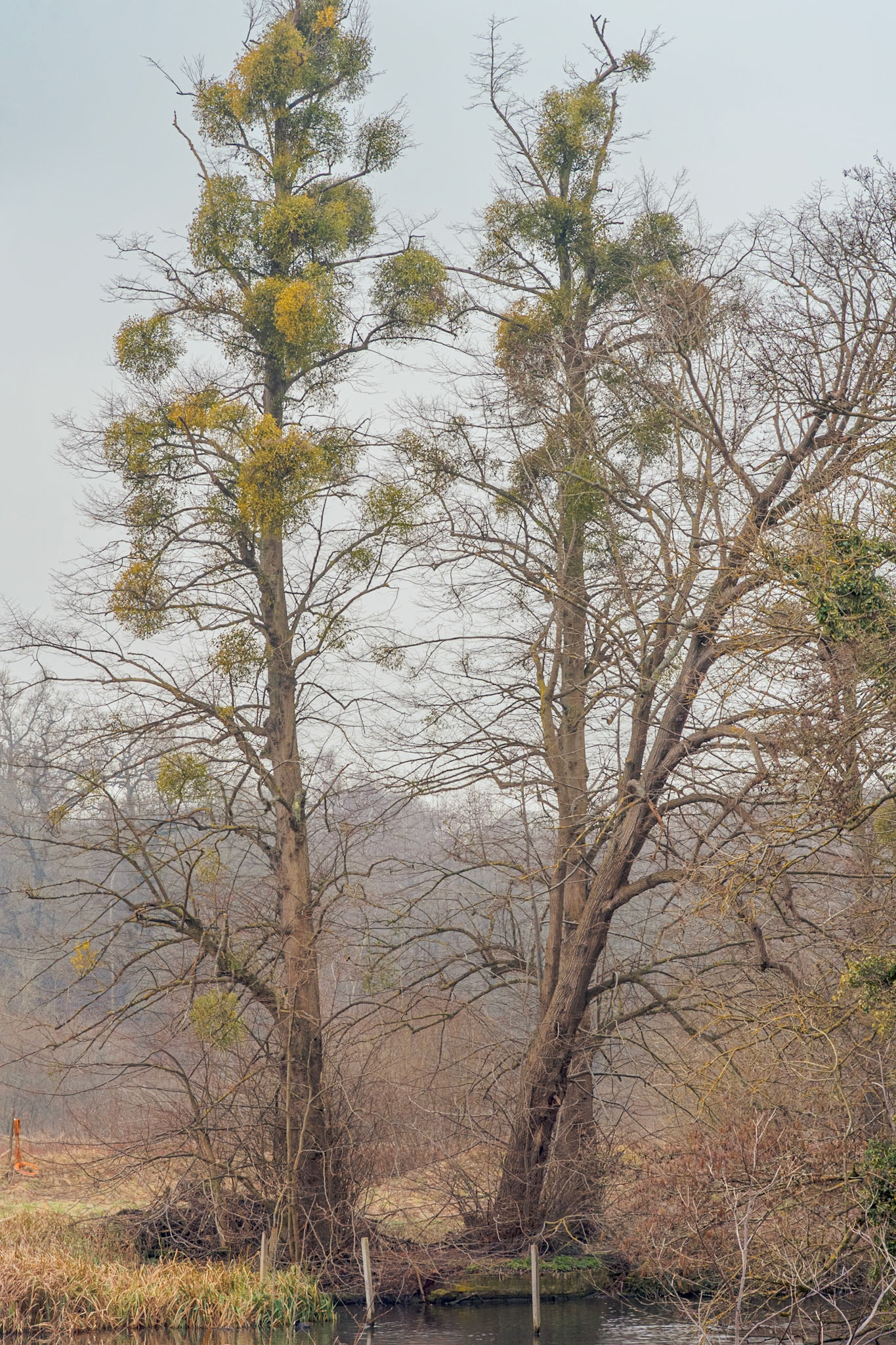 Underneath the Misteltoe: Panshanger, Hertfordshire