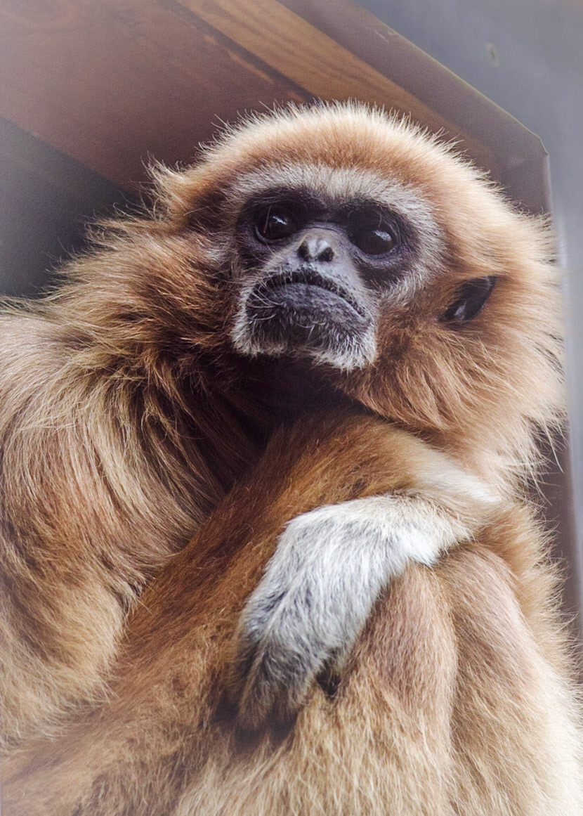 Lar Gibbon: Pictured at Paradise Wildlife Park