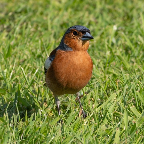 Chaffinch on the Lawn