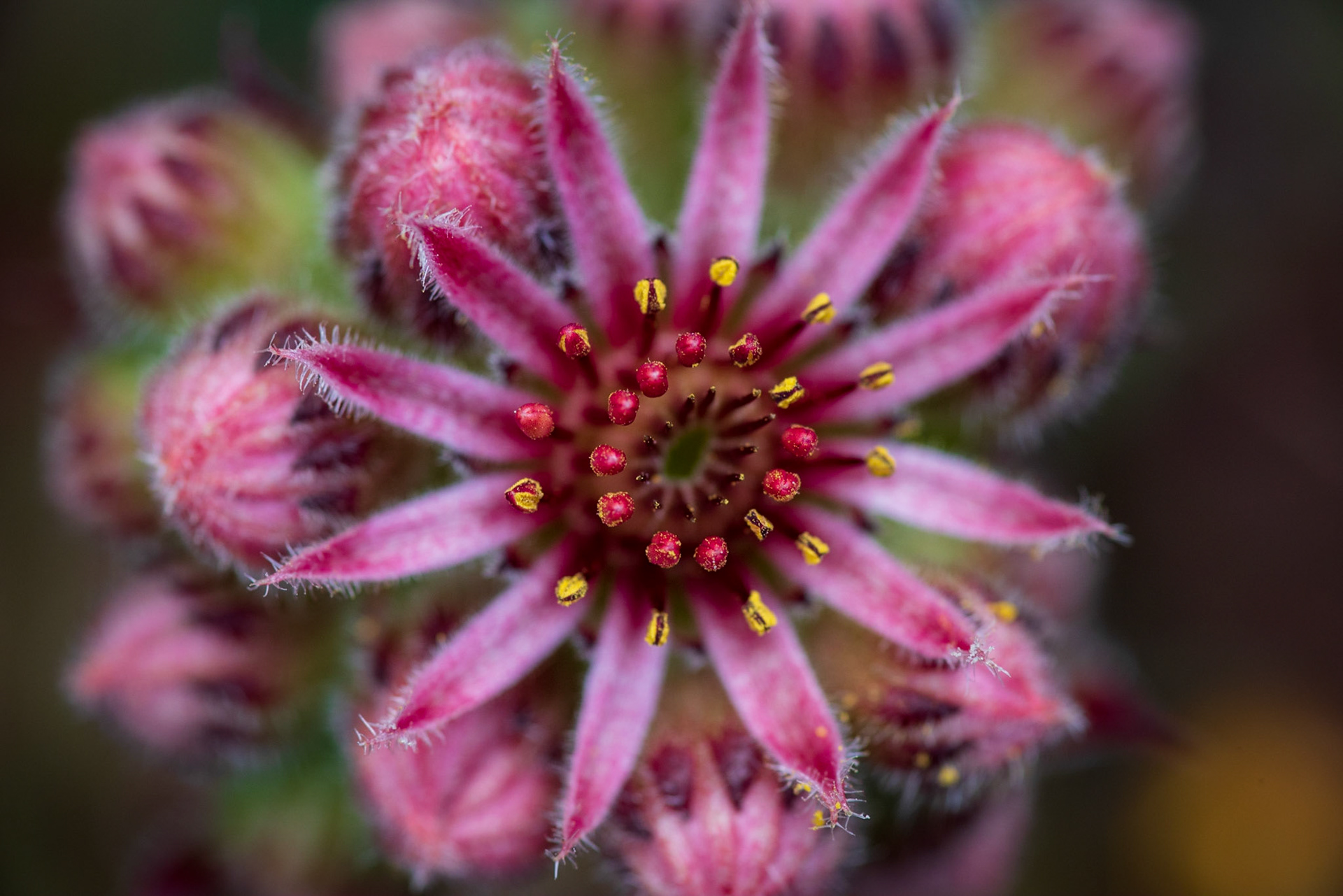 Buffet Treats: Sempervivum (Houseleek)