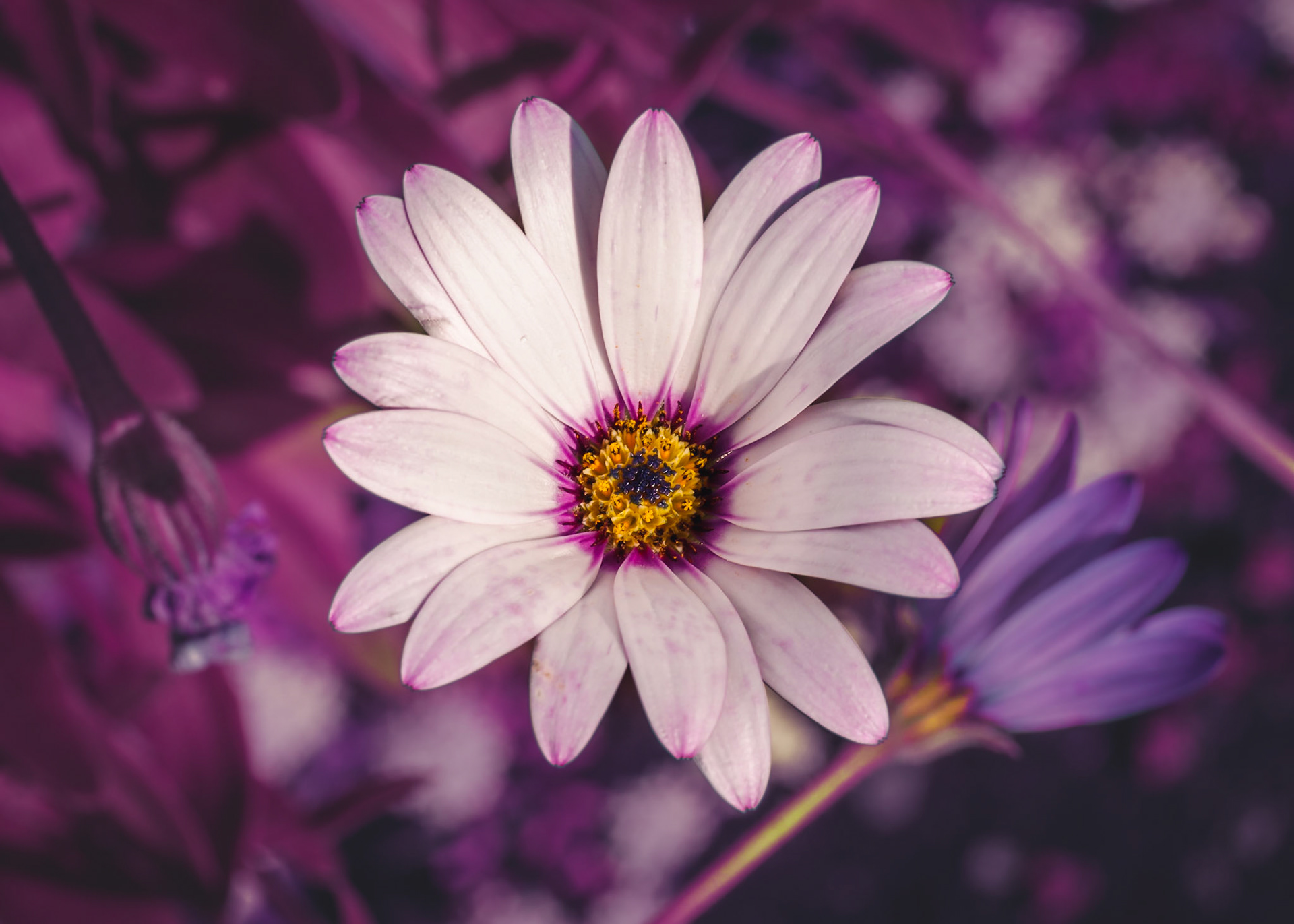 Osteospermum in Purples: Single white bloom with a purple-based background of flowers. Landscape. Colour. Printed on Hahnemühle FABSatin