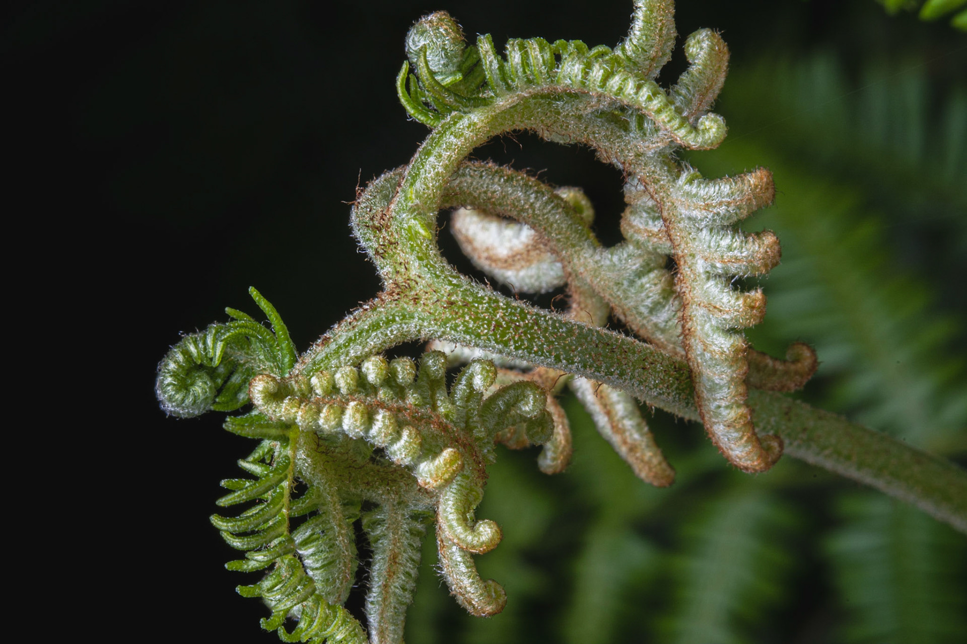Fern Tip: Macro shot. Landscape. 6x4. Colour. Printed on Hahnemühle FABSatin.