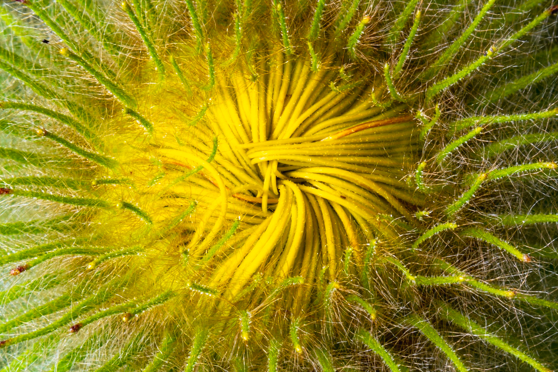 'Spaghetti' Flower!:Landscape. Colour. Printed on Hahnemühle PhotoPearl.