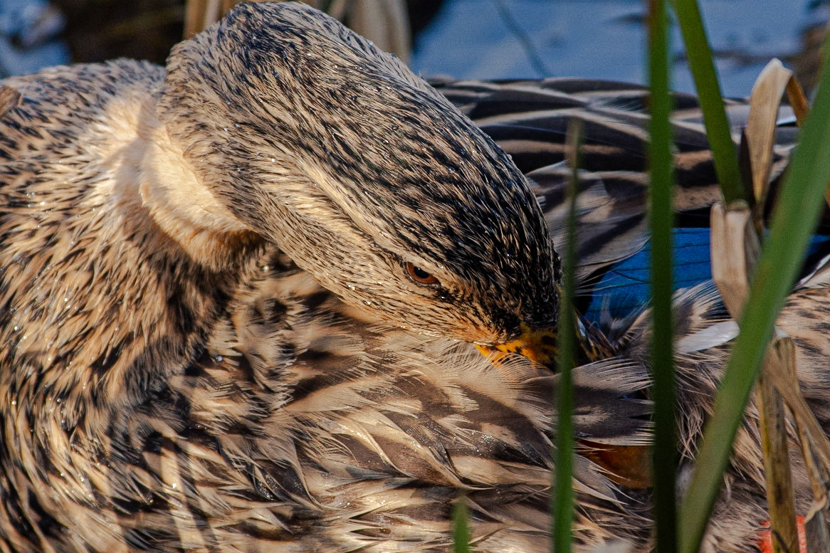 Watchful Eye: A female Mallard resting, but alert.