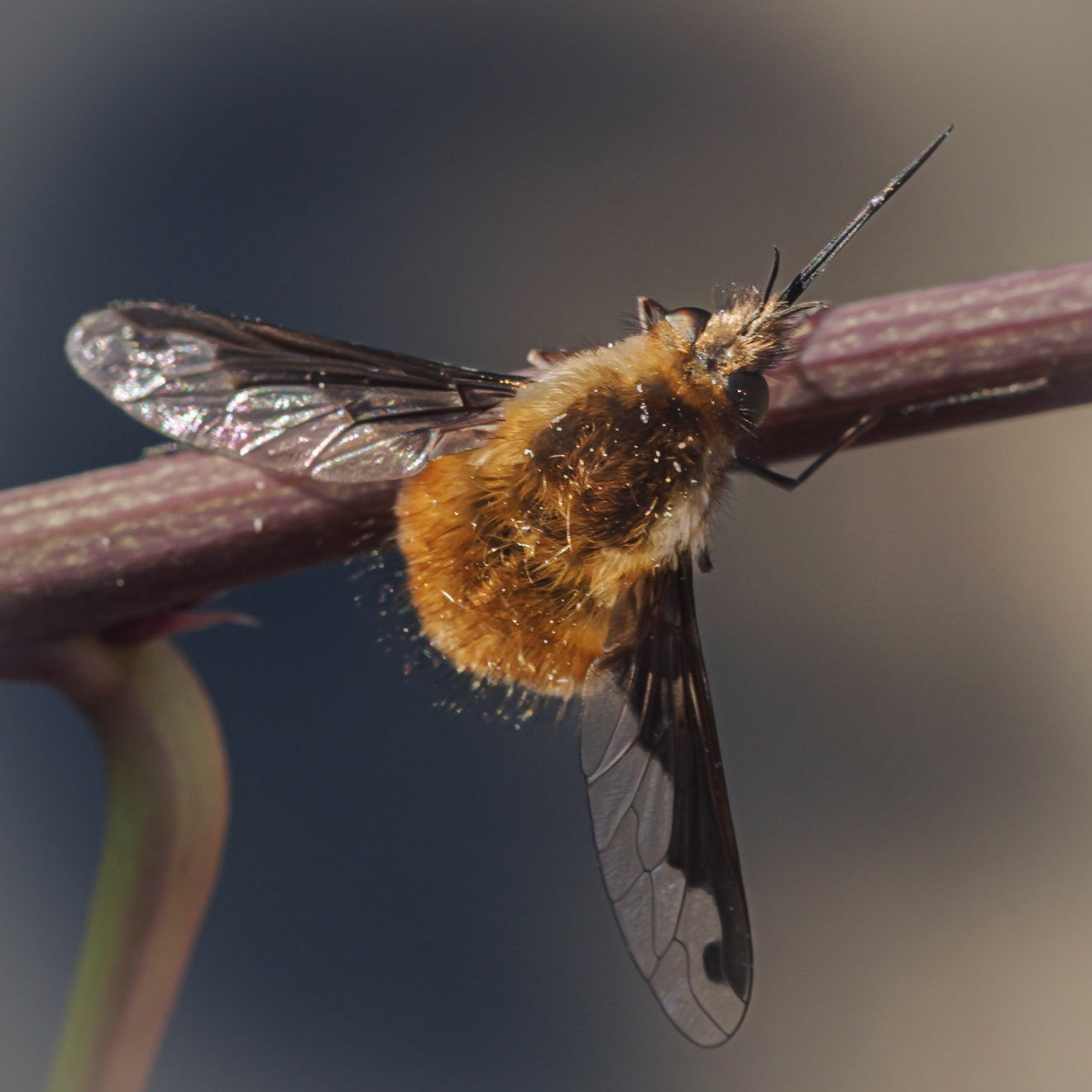 Bombylius Major: The curious Large Bee Fly.