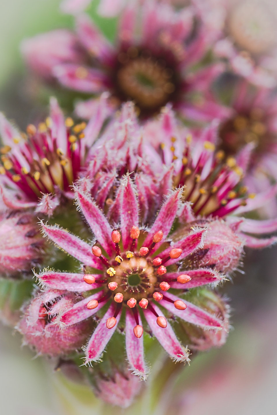 Sempervivum (Houseleek): Alpine succulents offering some tasty treats. Portrait. Colour. Printed on Hahnemühle PhotoPearl