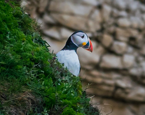 Puffin [5]