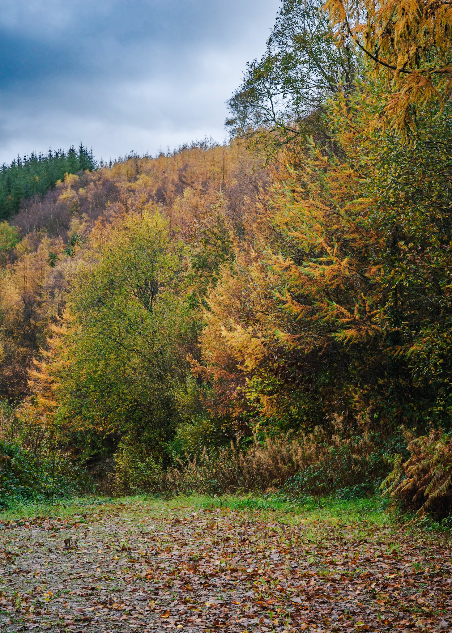 Pengelli ForestAutumn Colours, North Pembrokeshire.