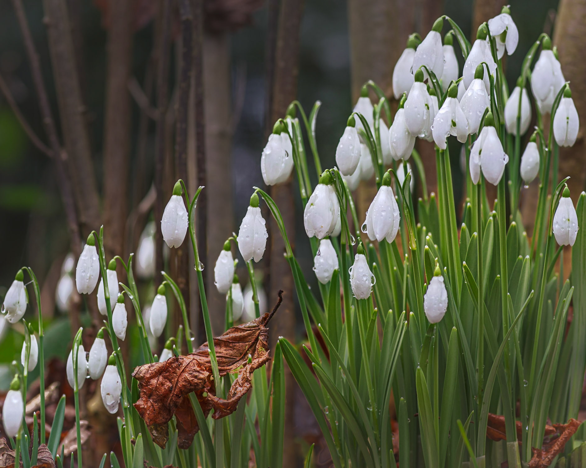 Snowdrops &amp; Leaf