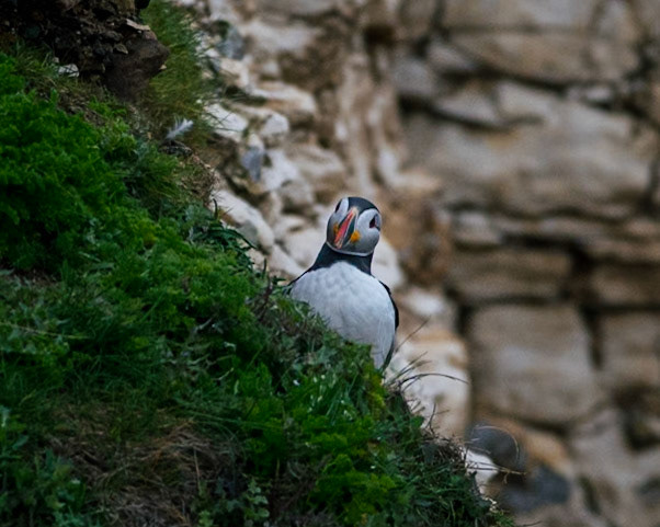 Puffin [4]