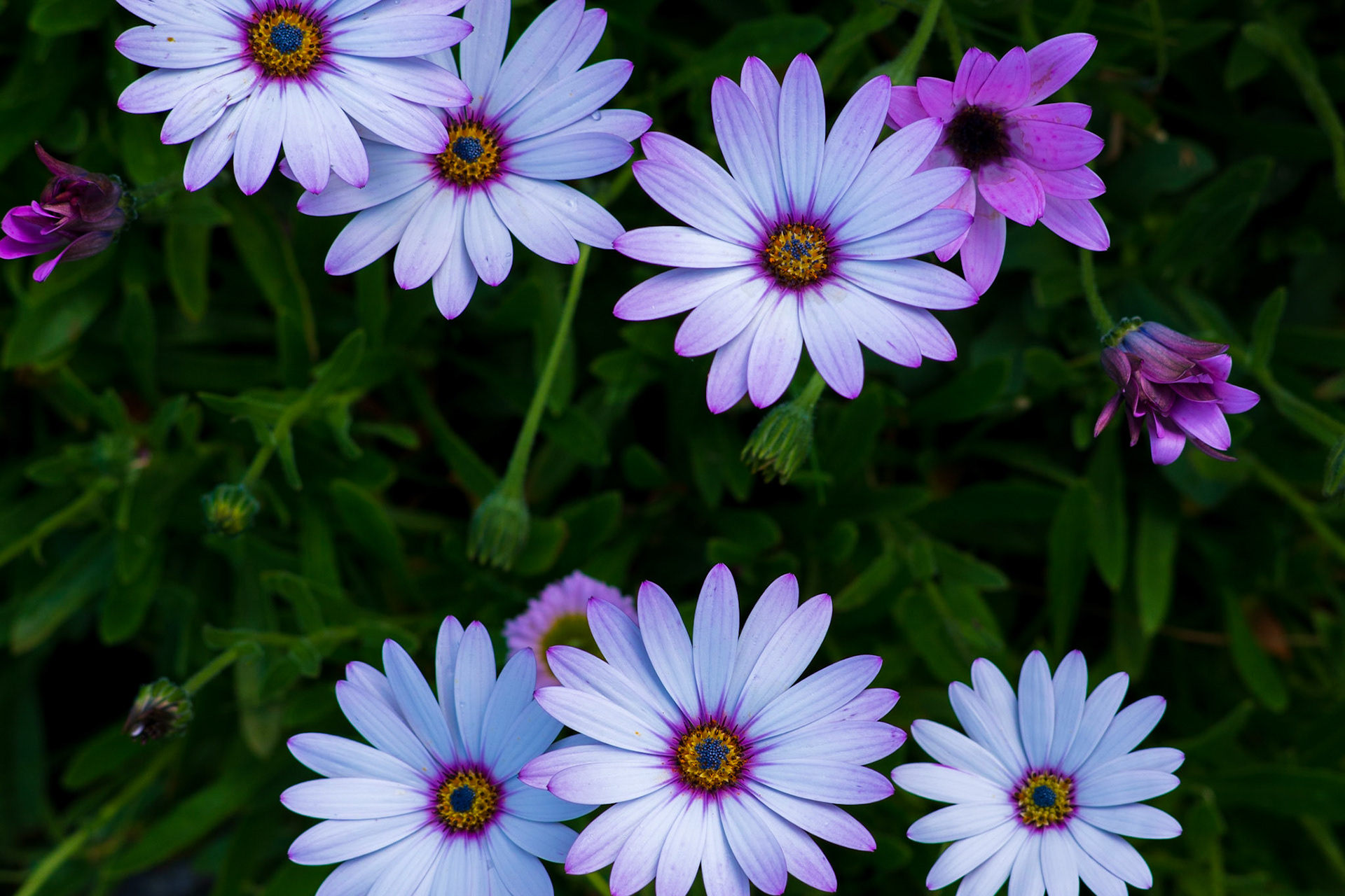 Pink'n'White's All Right