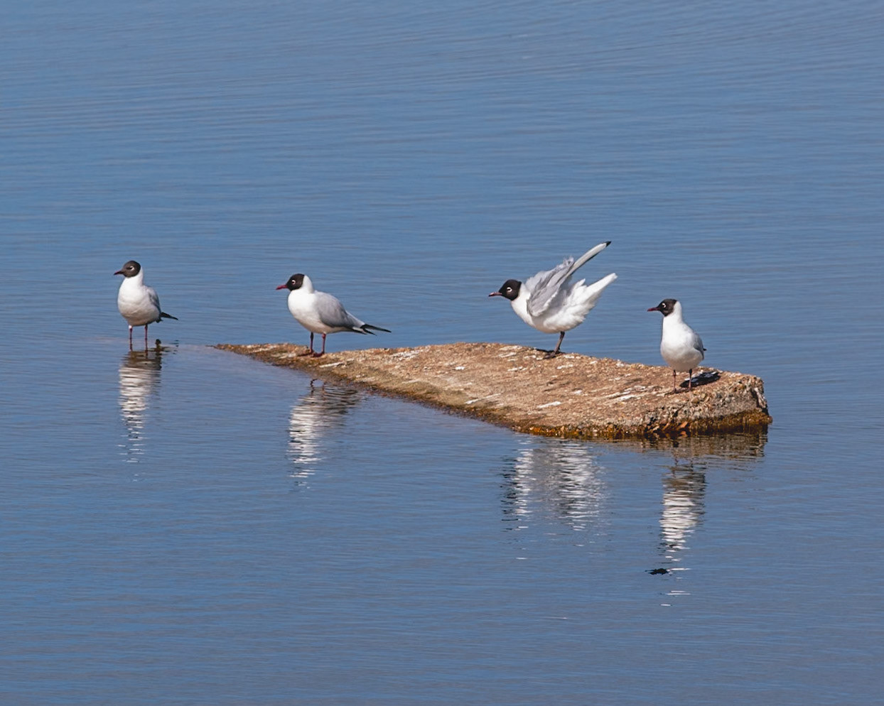 The Black Headed Gulls