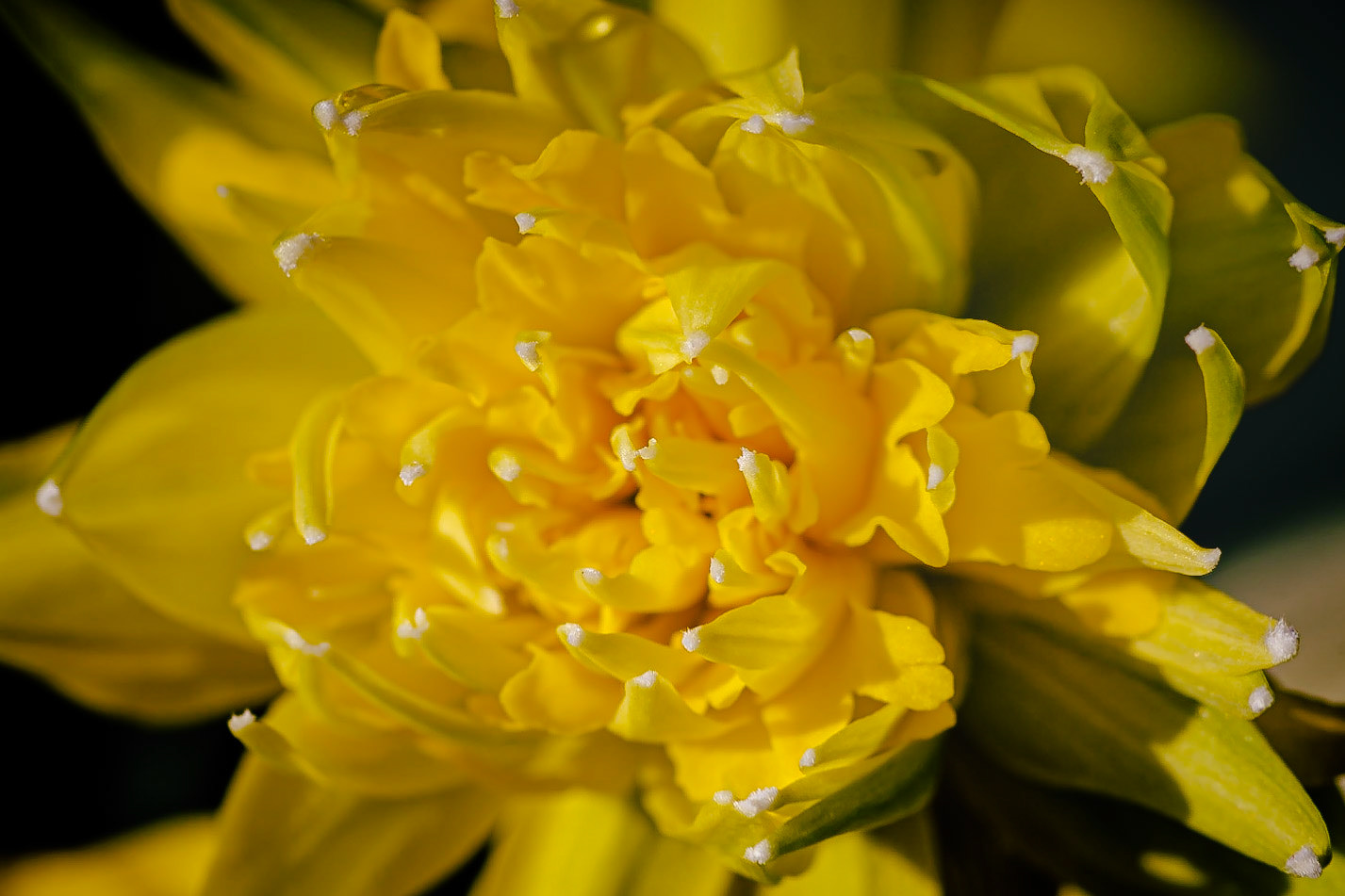 Sugar Coated: Narcissus 'Rip Van Winkle'
