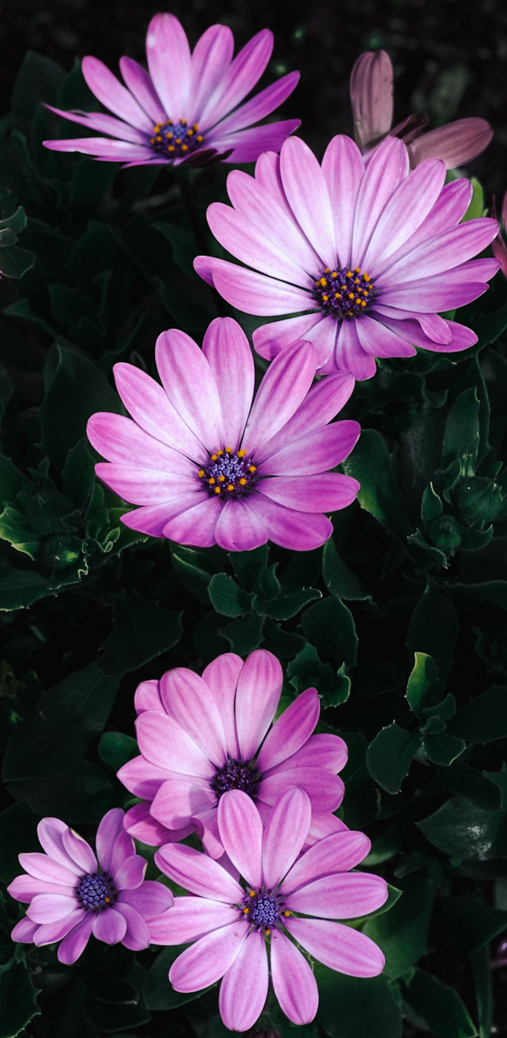 Cape Marguerite: Long portrait of flower heads on a dark-leaf background. Portrait; 1x2; Colour. Printed on Hahnemühle Torchon.