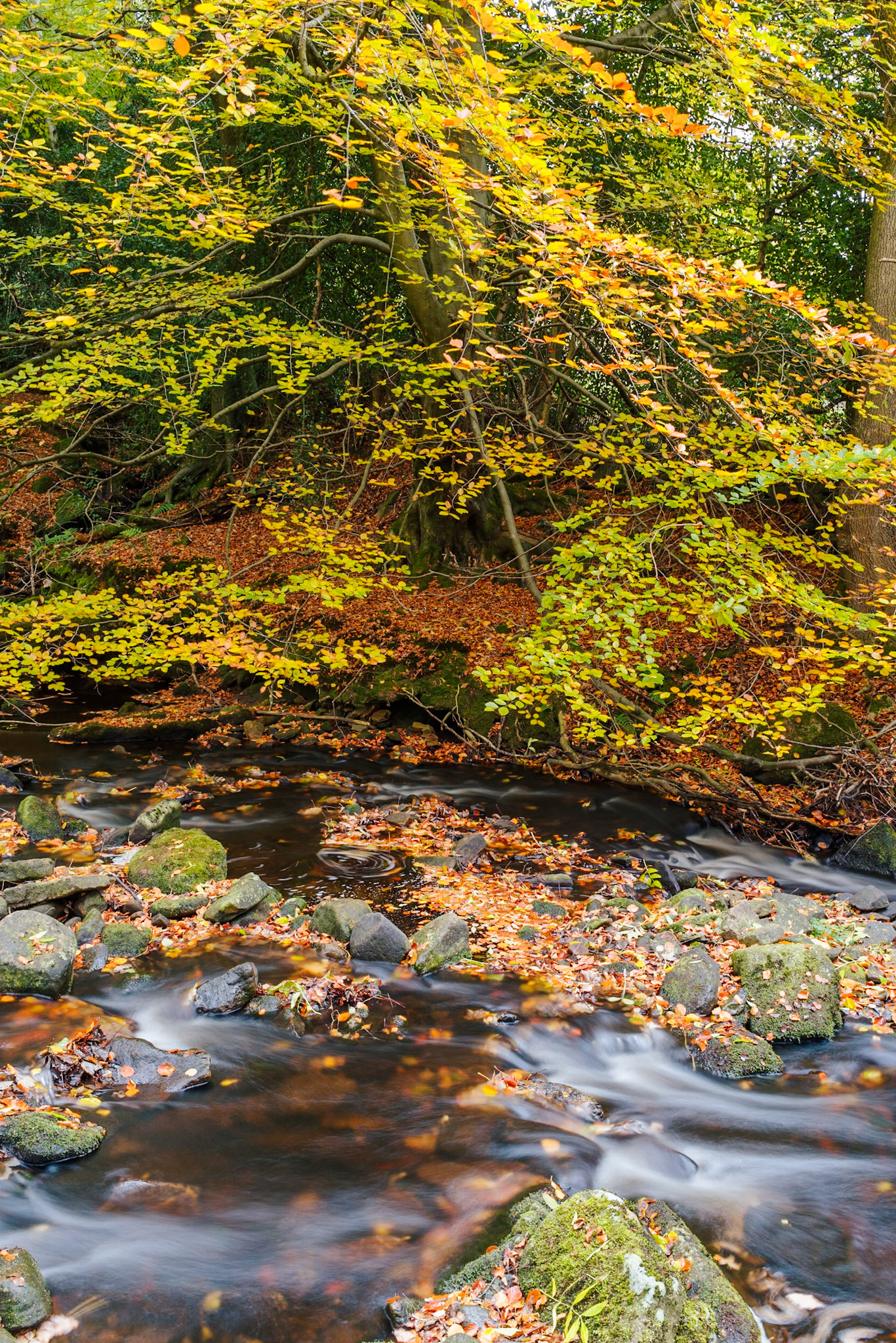 Rocks in the Stream: Jerusalem Farm and Wade Wood, Luddendenfoot, Calderdale Countryside Service