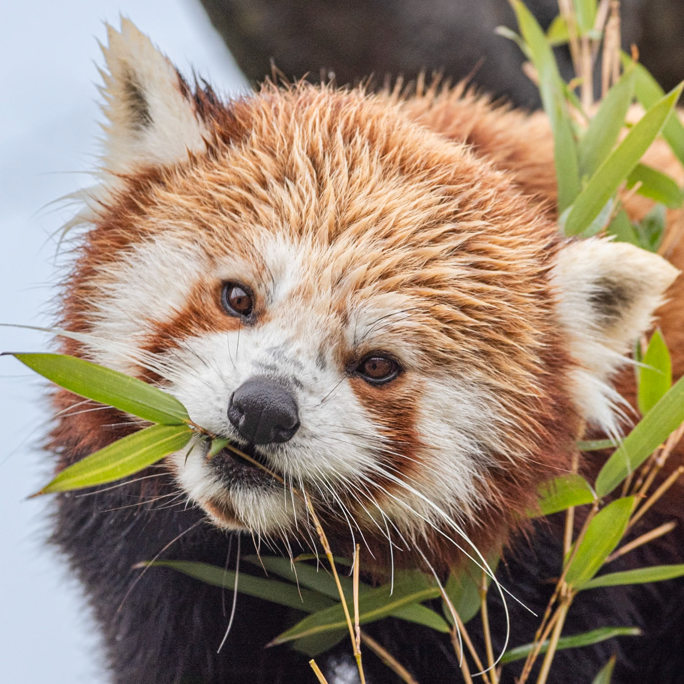 Favourite Bamboo: One of the two gorgeous Red Pandas at Paradise Wildlife Park. Colour. Printed on Hahnemühle Albrecht Durer.