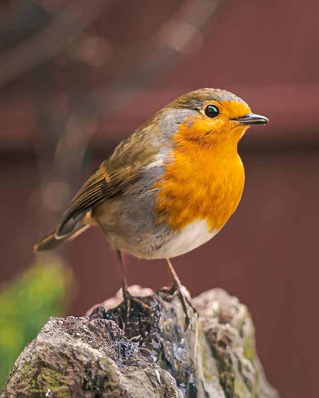 Robin