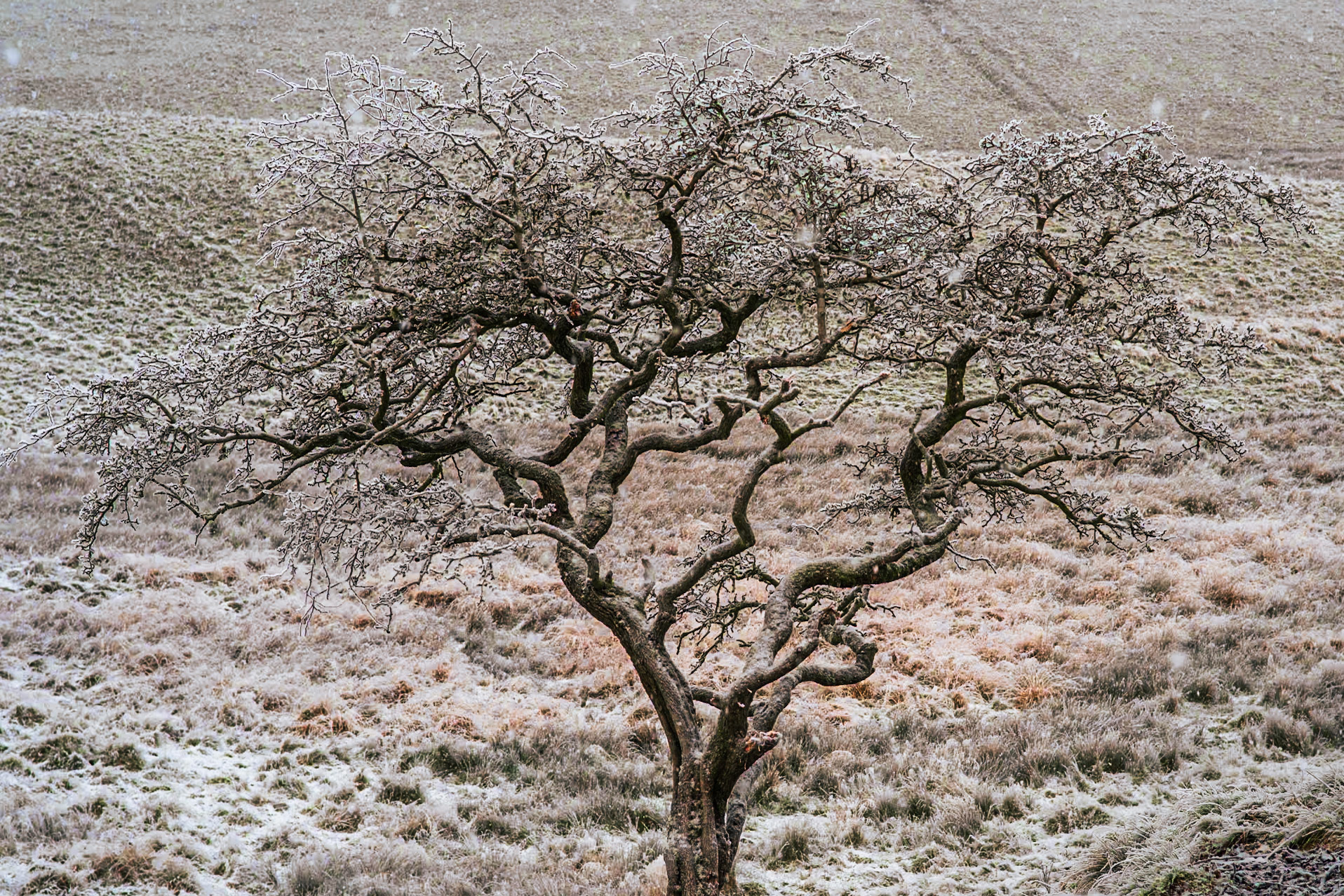 A Survivor, Sycamore Gap