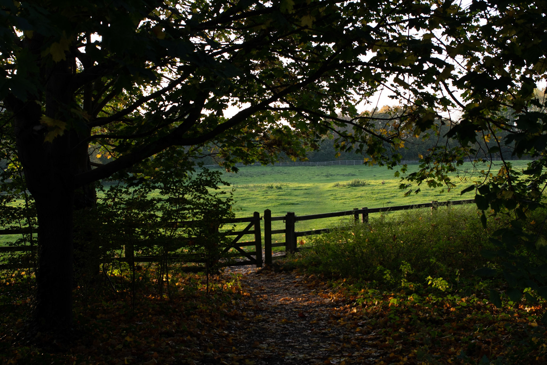 Late Afternoon, Willian, Herts