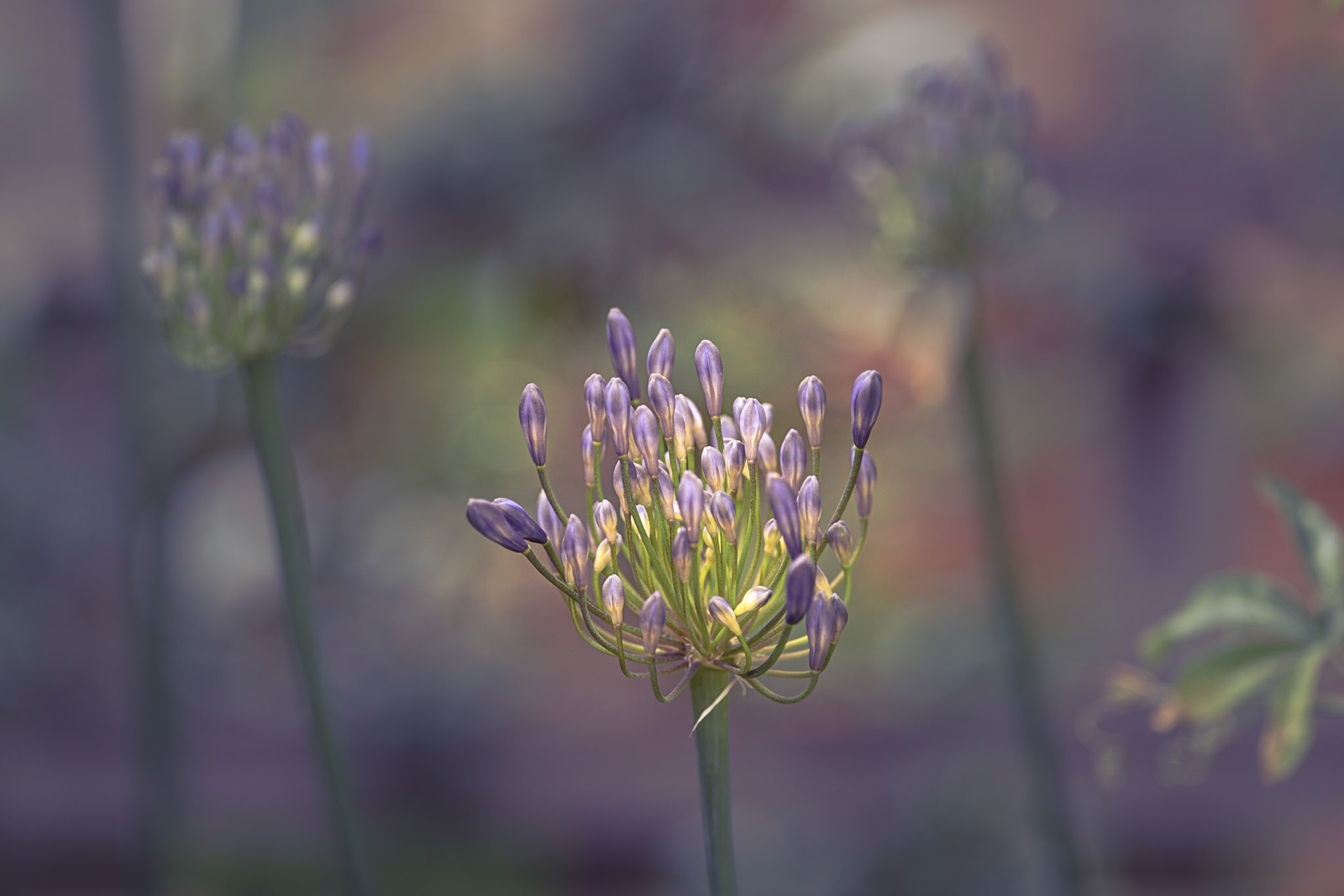 Lavender Not Lavandula: Landscape. Colour. Printed on Hahnemühle GermanEtching.