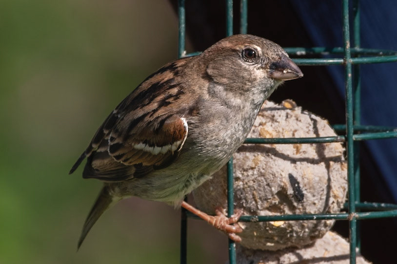 Sparrow on the Feeder