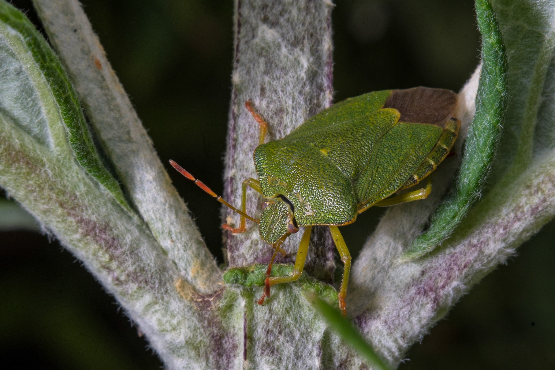 Green Shield Bug