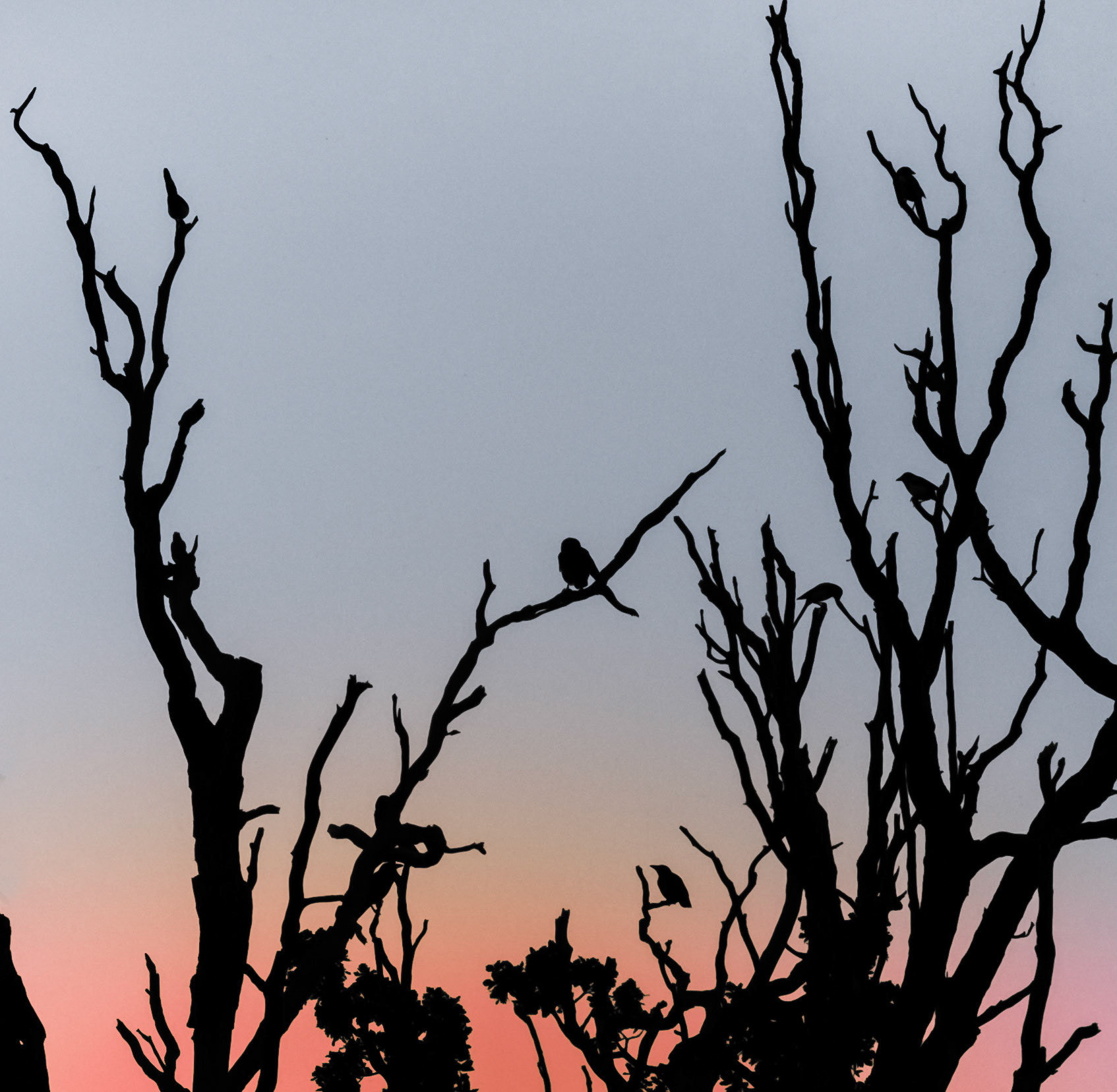 Roosting Tree: Sunset view of a tree as birds settle to roost.