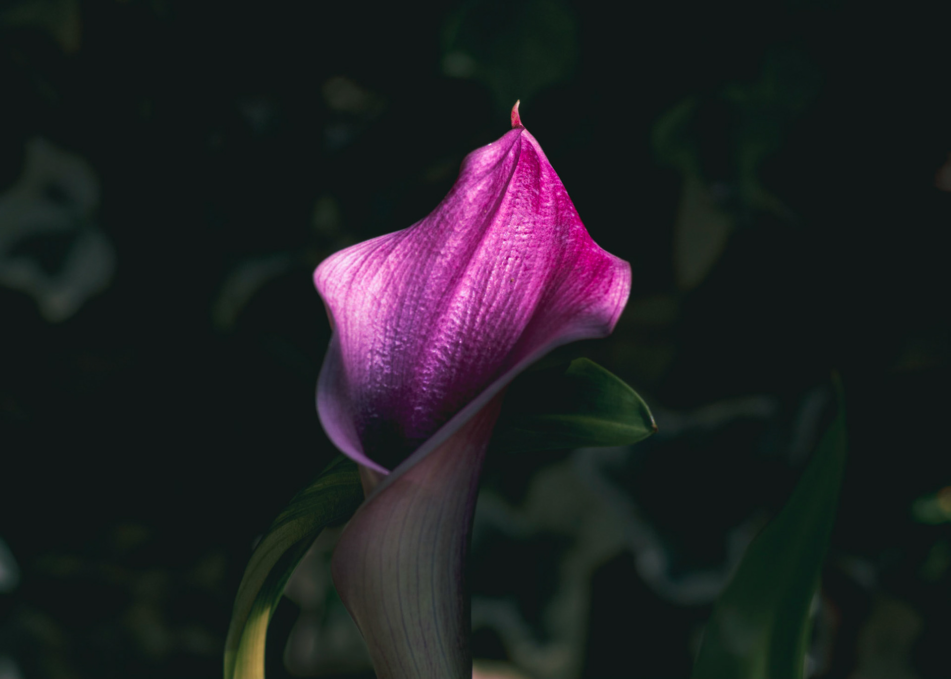 Lily in the Dark: A single Lily catching the light. Landscape. Colour. Printed on Hahnemühle FabSatin