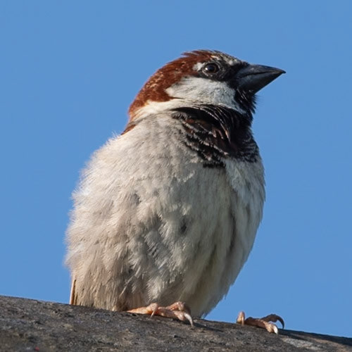 House Sparrow on the Roof