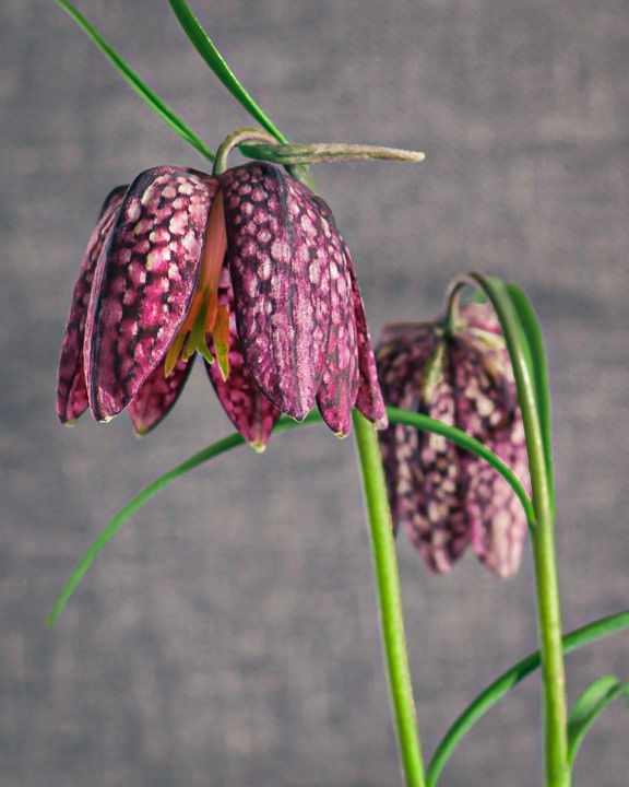 Fritillaria Meleagris (portrait)