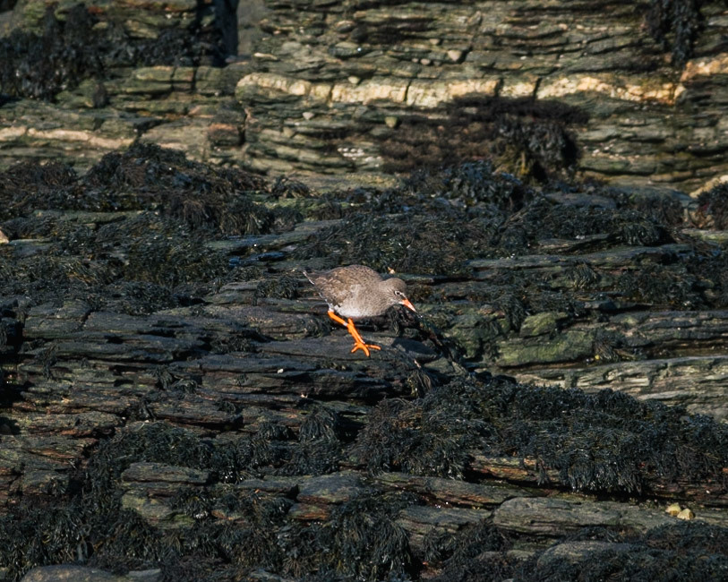 Redshank