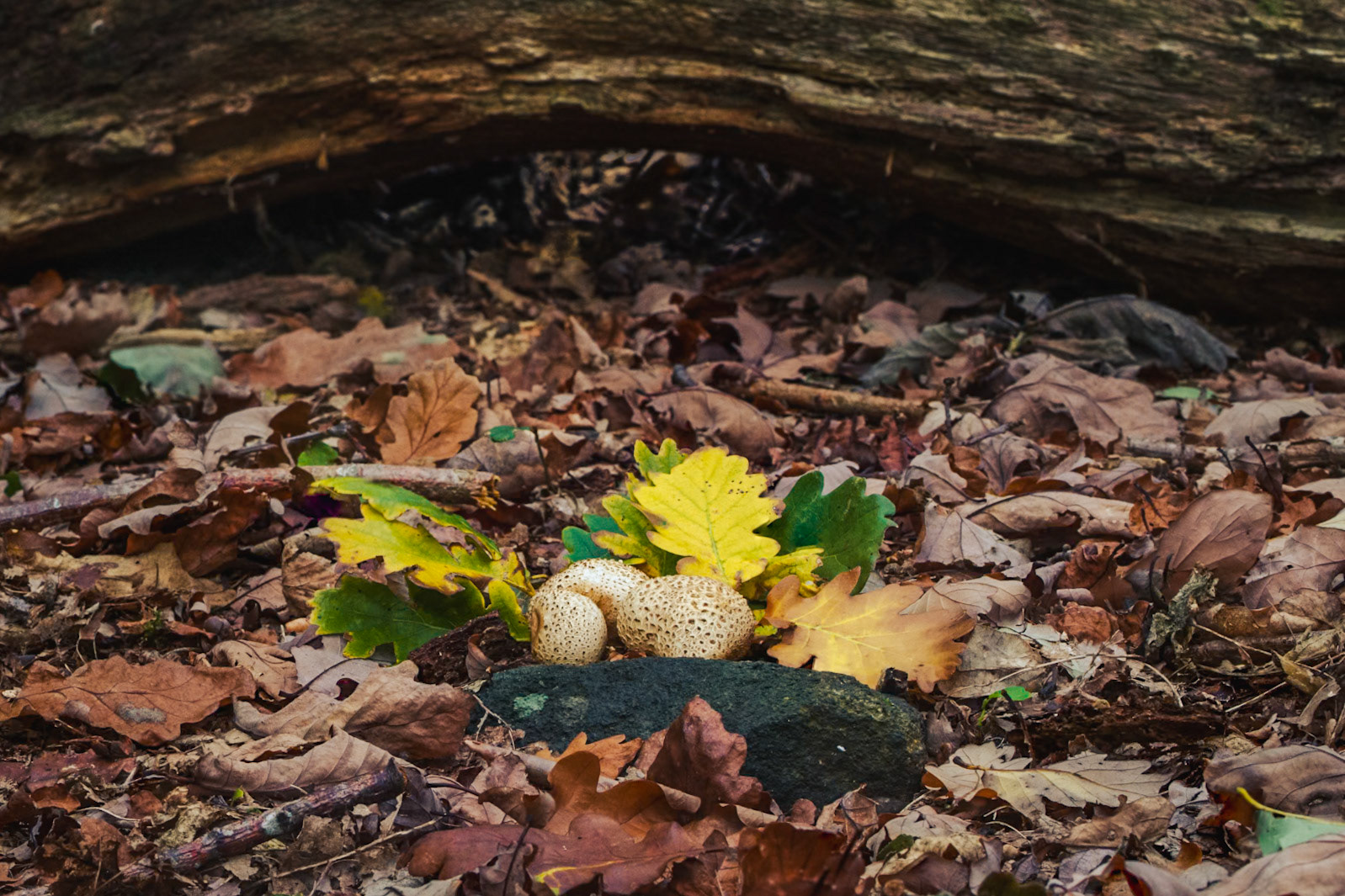 Earth Balls amongst the Oak leaves in Long Wood, Calderdale