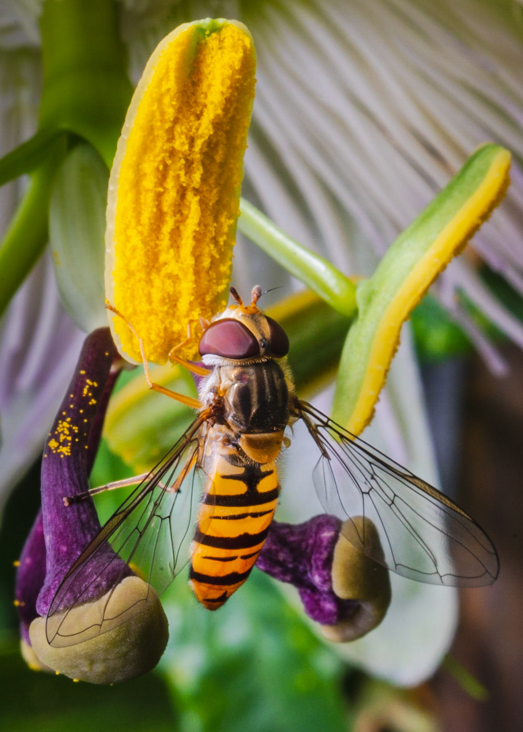 Hoverfly in a Passiflora