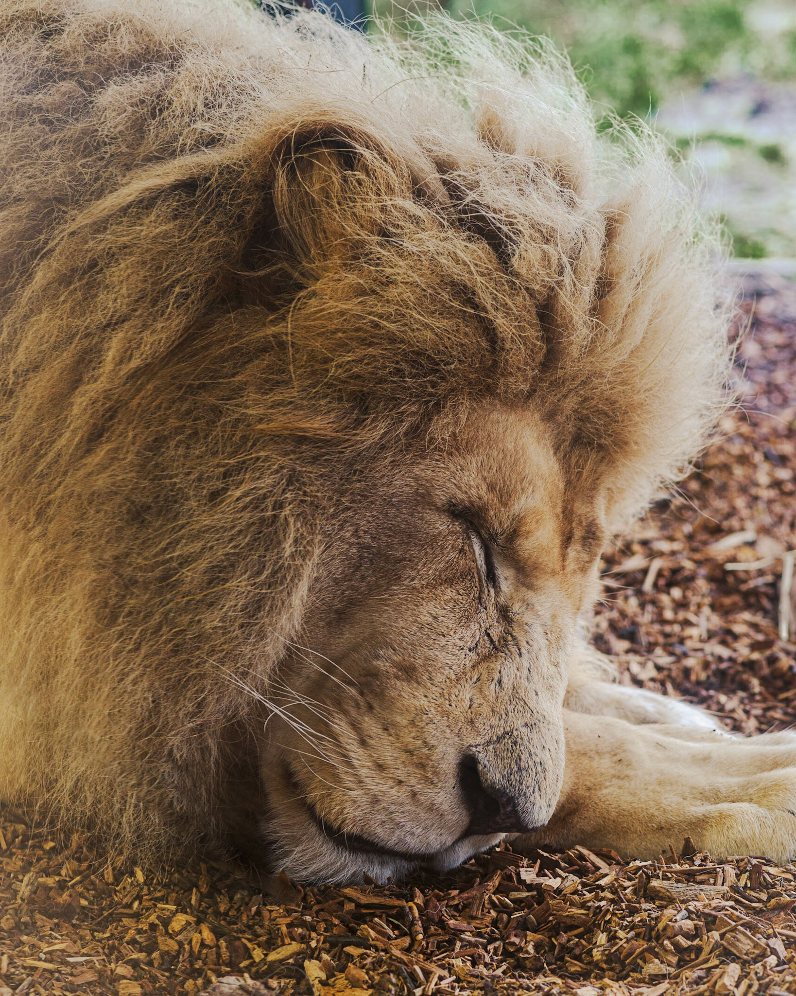 Male White Lion: Pictured at Paradise Wildlife Park.