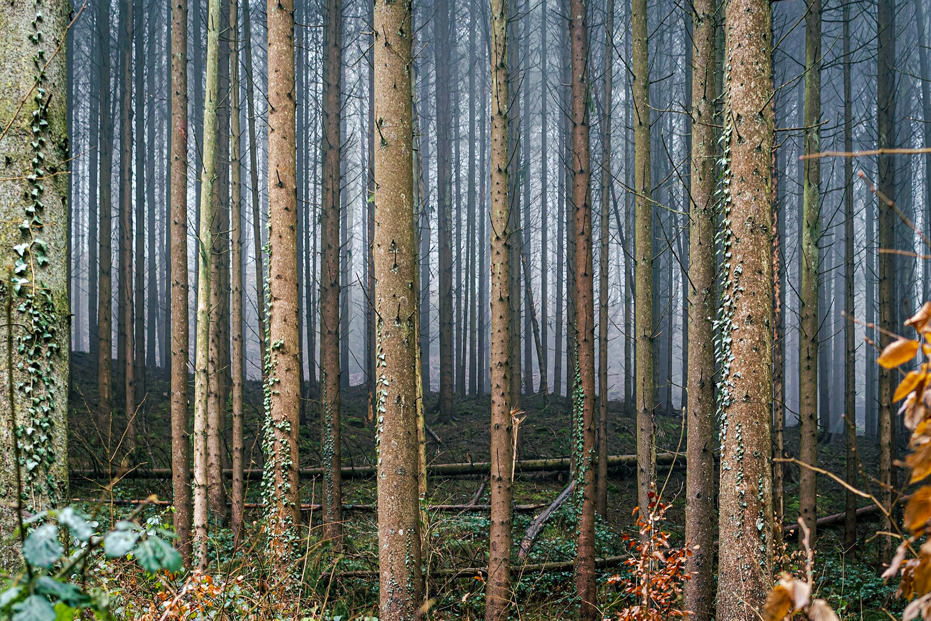 Impenetrable: Luxembourg  Mullerthal Trail. Landscape. Colour. Printed on Hahnemühle PRBrightWhite