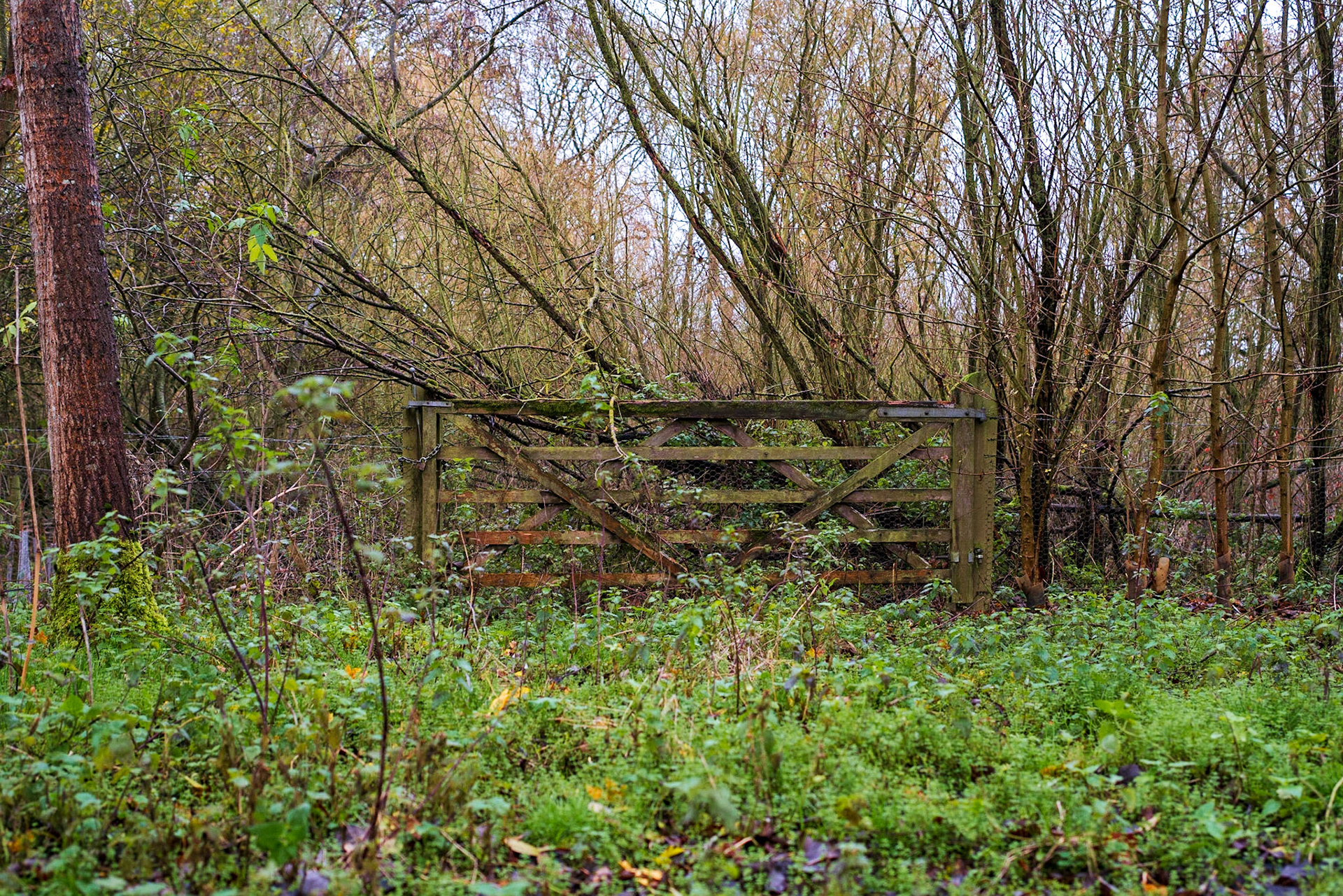 Willian, Hertfordshire