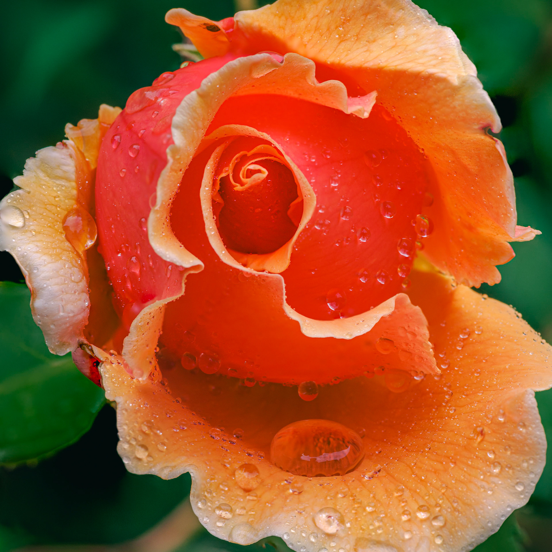 "Just Joey" 1st Bloom of 2022 despite the overnight storms.