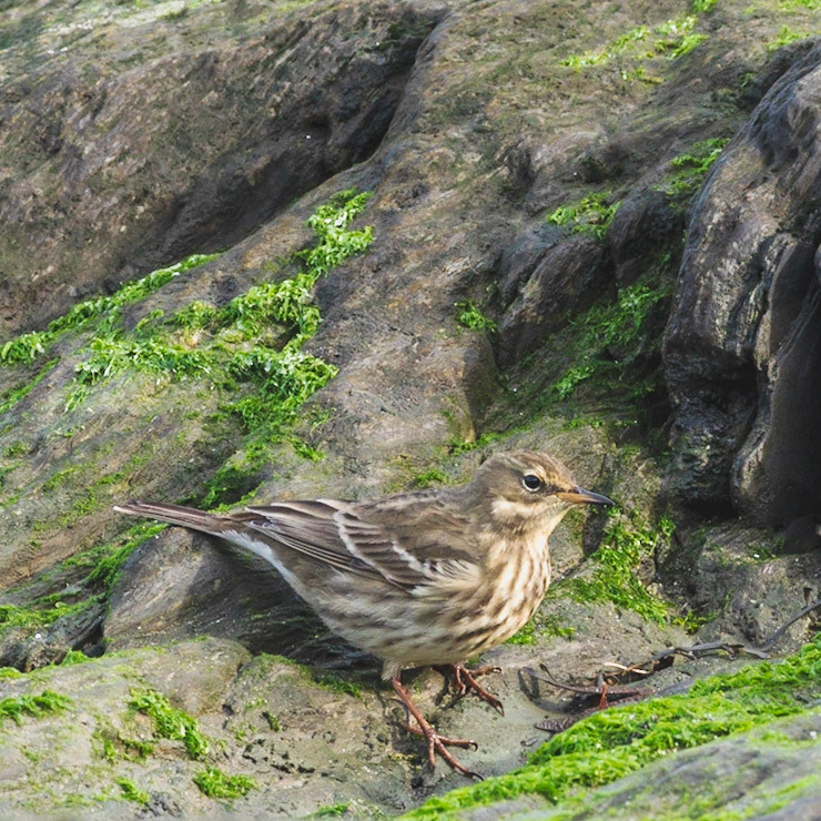 Pipit on the Rocks