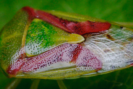 Colourful Shield: The back of a multicoloured Hawthorn Shield Bug