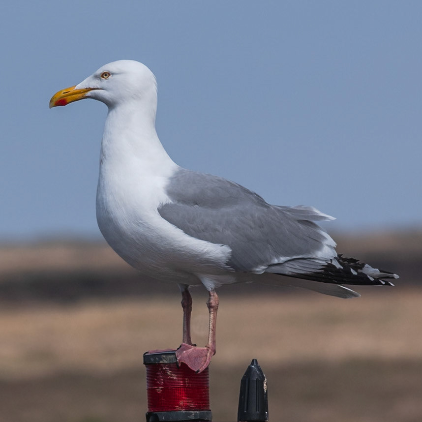 Gull Stopping for Red Light