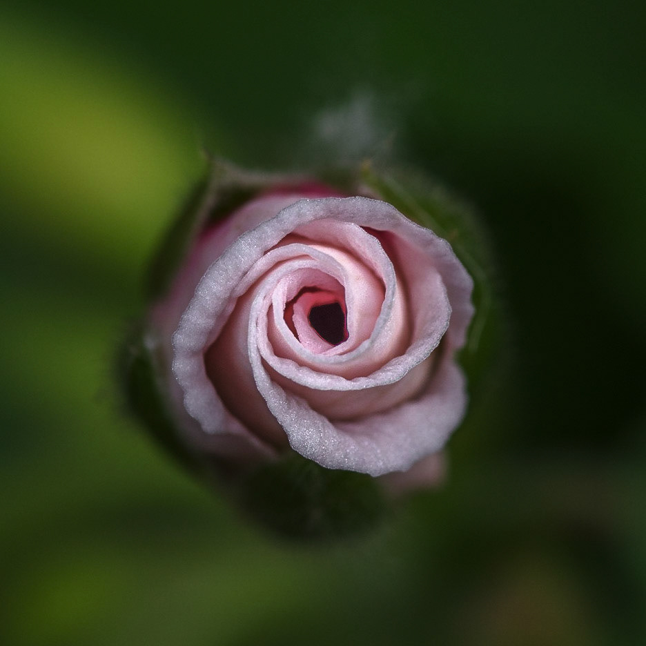 Single Rose Bud: A macro picture of a single blush pink rose bud. Square; 1x1; Colour. Printed on Hahnemühle Torchon.