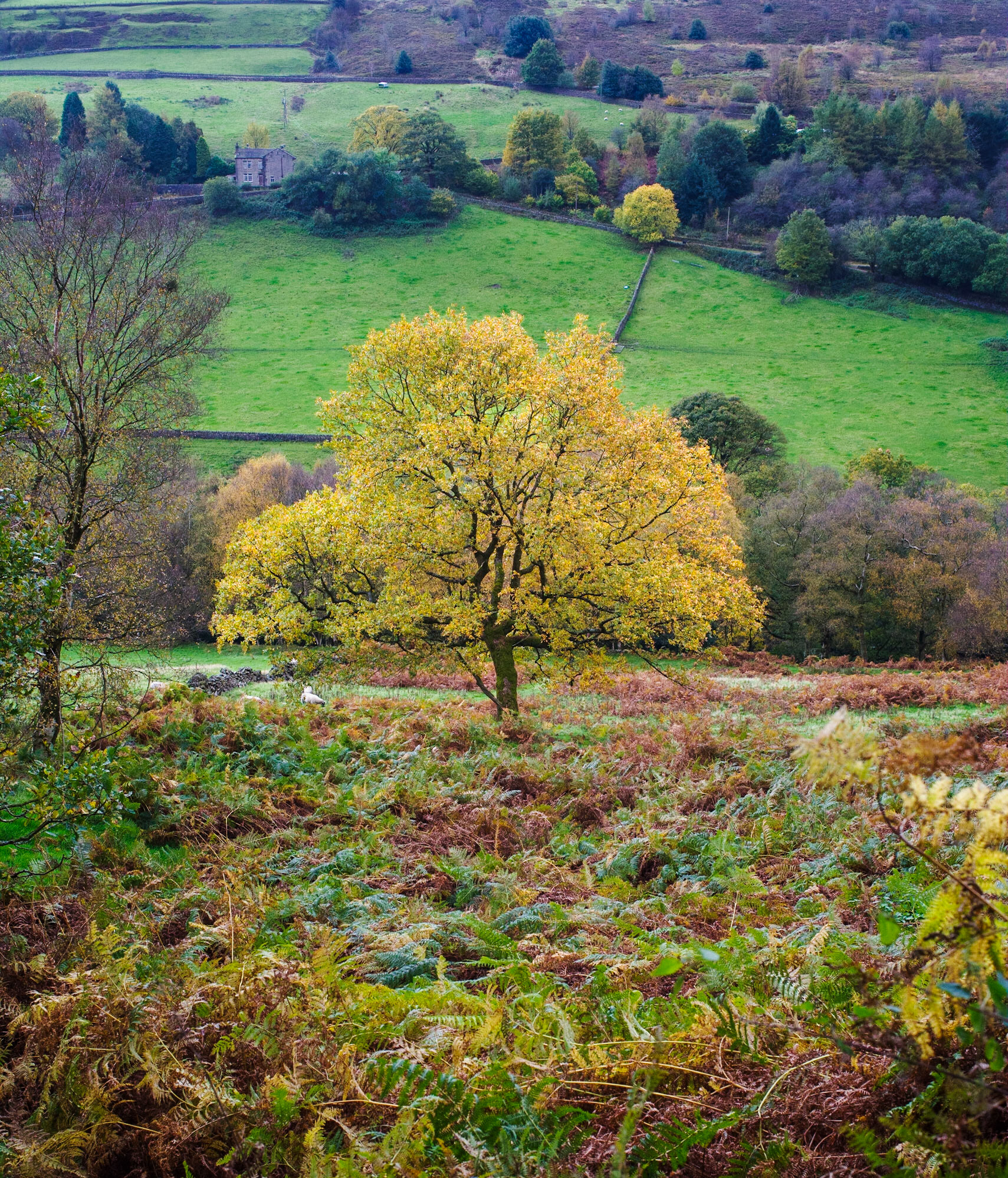 Golden Tree: Jerusalem Farm and Wade Wood, Luddendenfoot, Calderdale Countryside Service