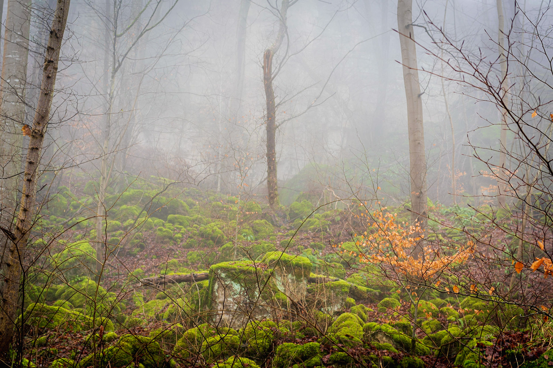Luxembourg Trees in the Mist: Mullerthal Trail.