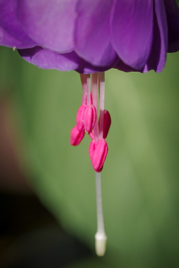 Fuschia