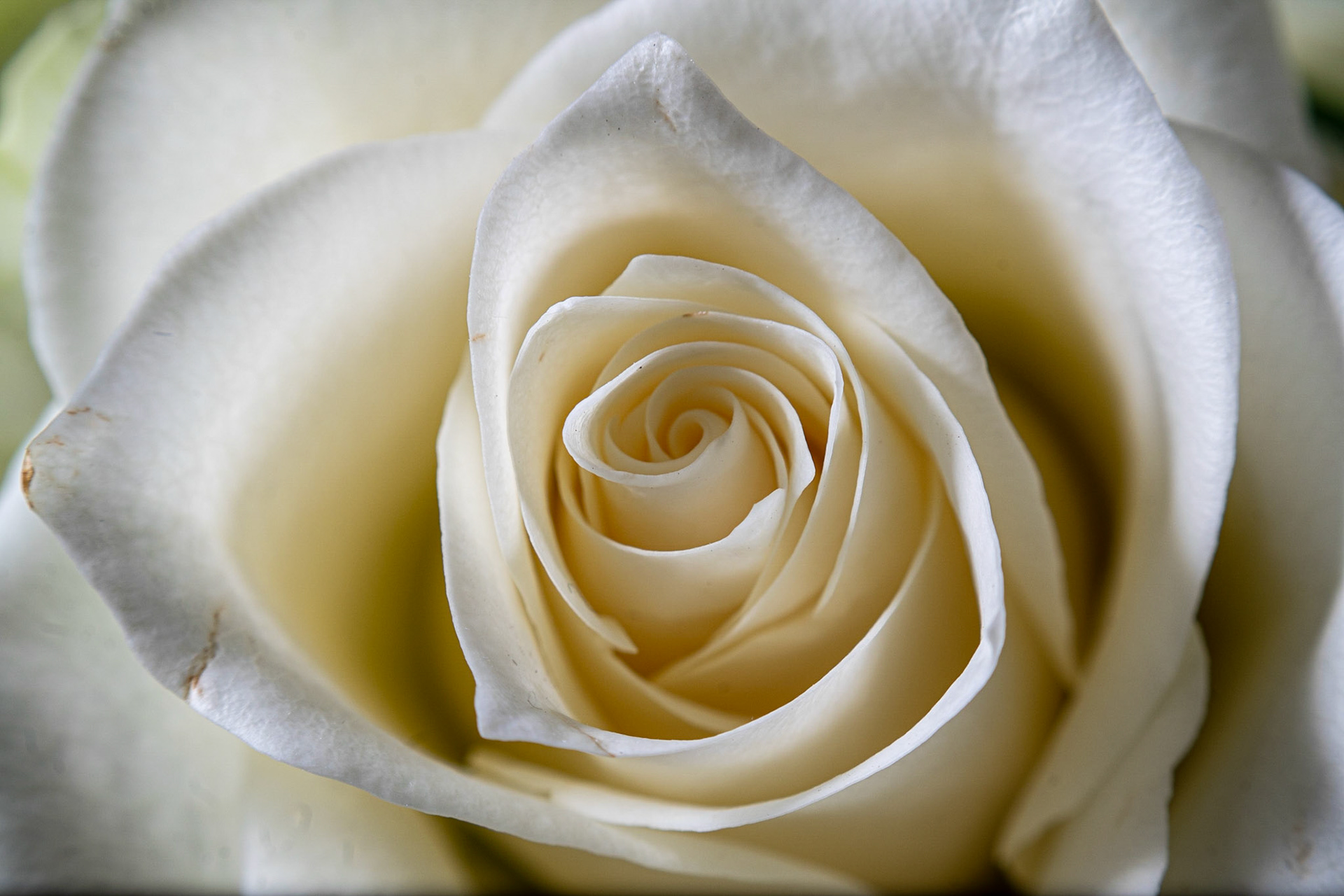 White Rose