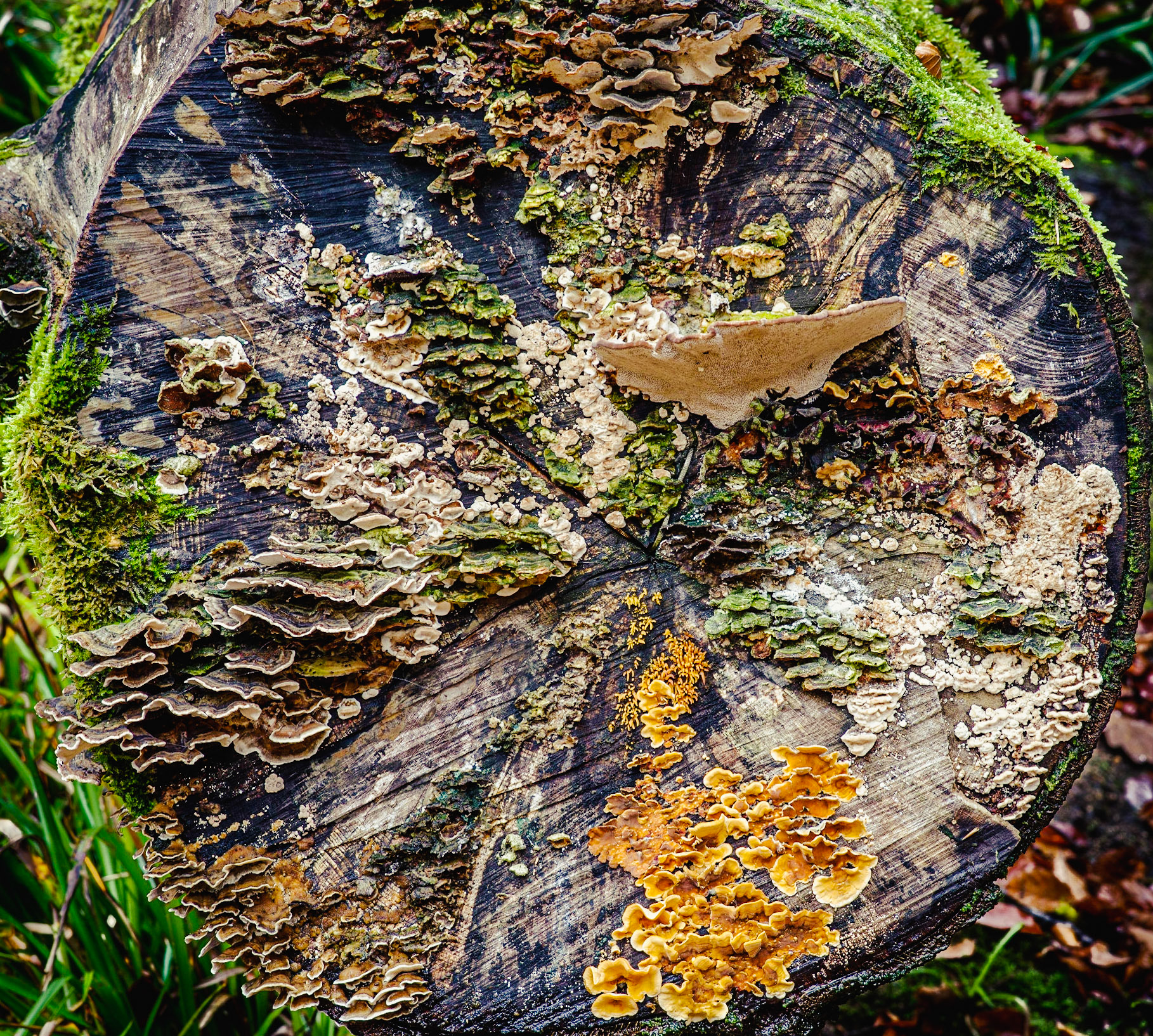 Funghi Pizza Slice: The end of a log with a variety of funghi. Hardcastle Crags, West Yorkshire