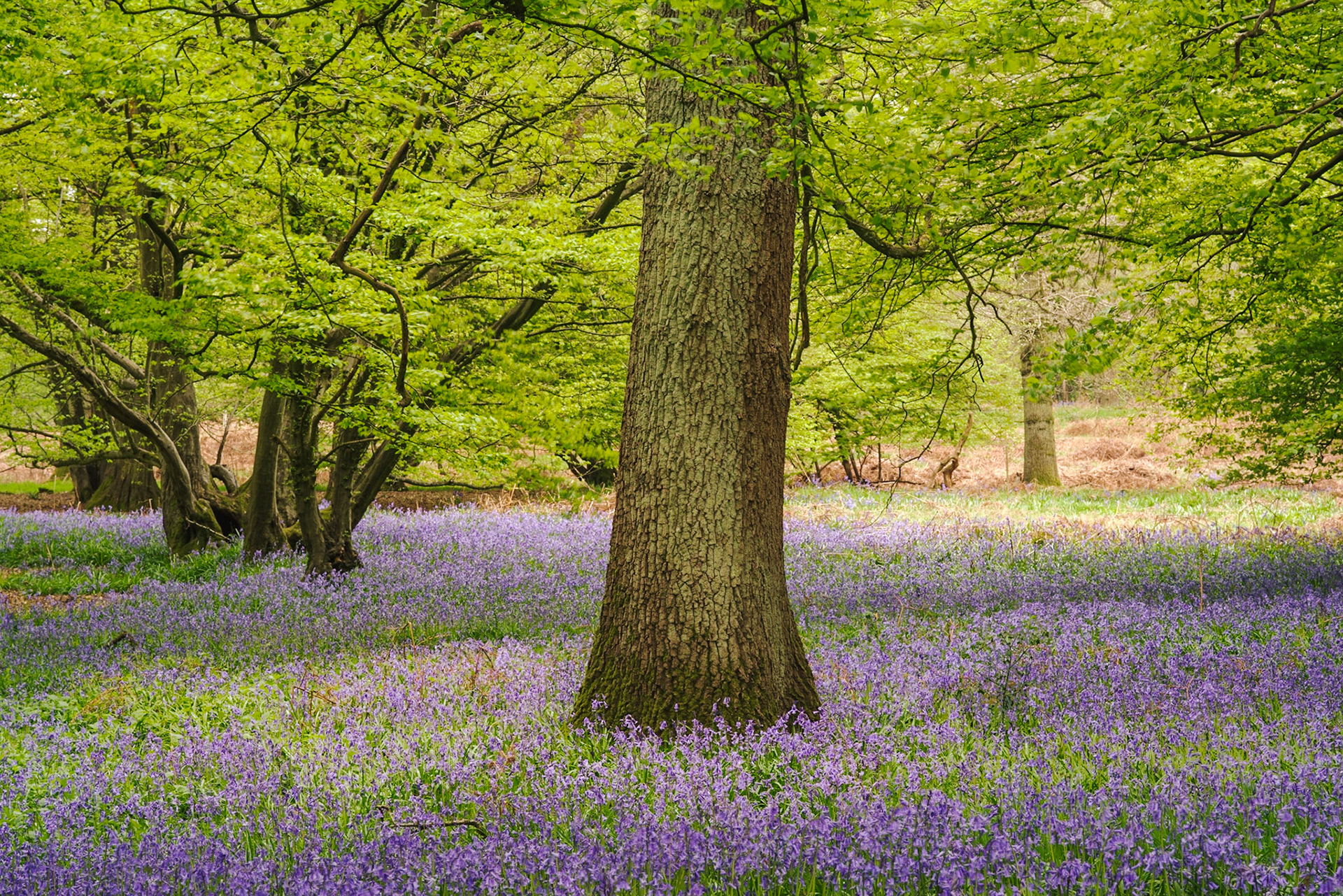 Stocking Springs Wood