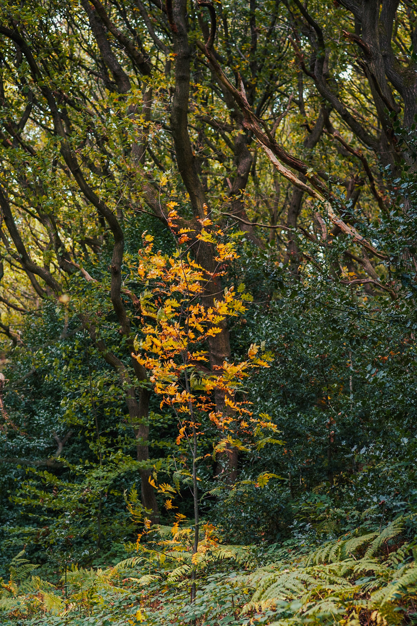 Being Different: Autumnal sapling, Long Wood, Calderdale, Woodland Trust