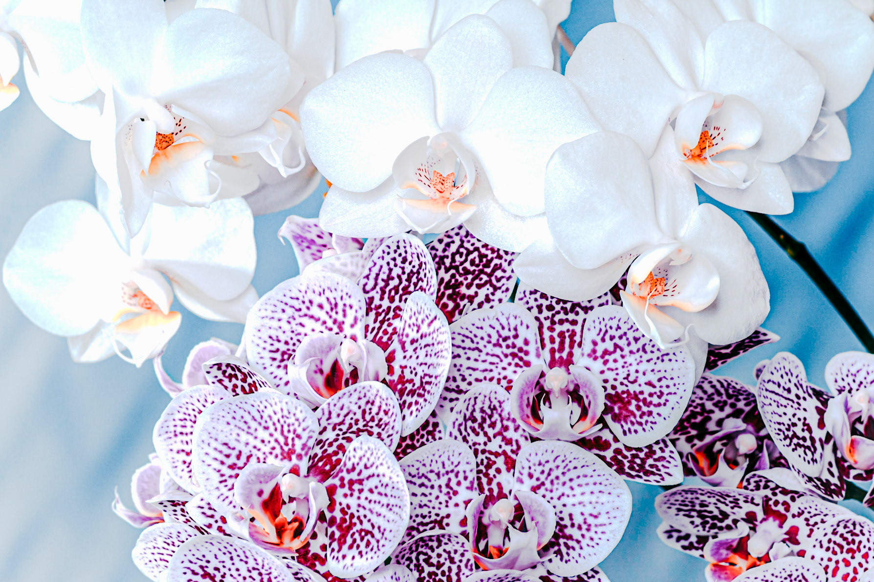 Orchids (One of Three)